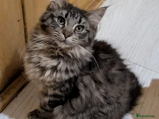 Maine Coon cats Maine Coon Pedigree kittens - Advert 8