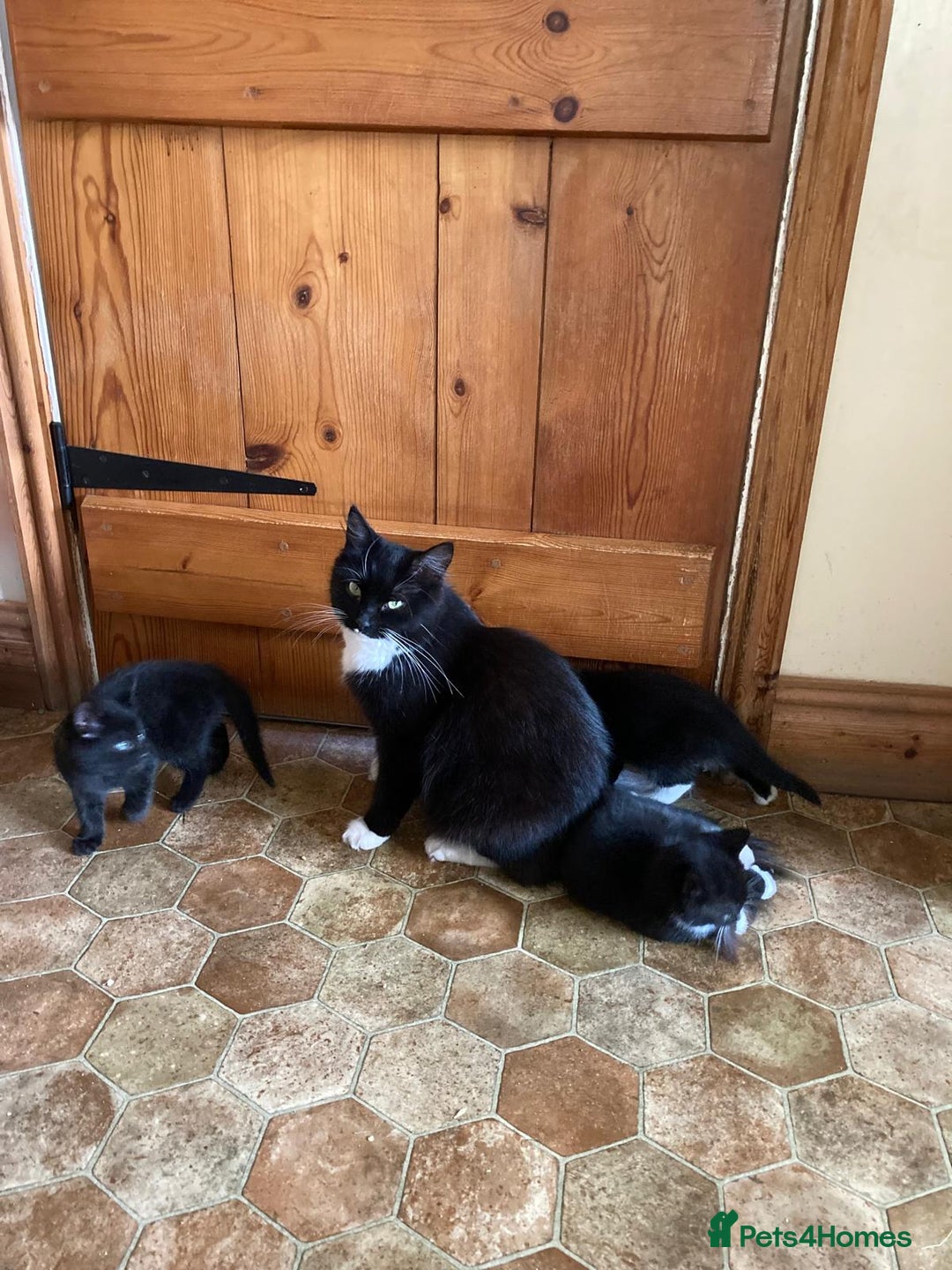 Mixed Breed cats for sale: Kittens  - Image 4