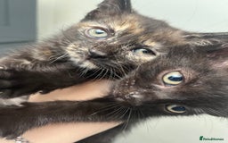 Mixed Breed cats for sale: Beautiful kittens for sale - Image 3