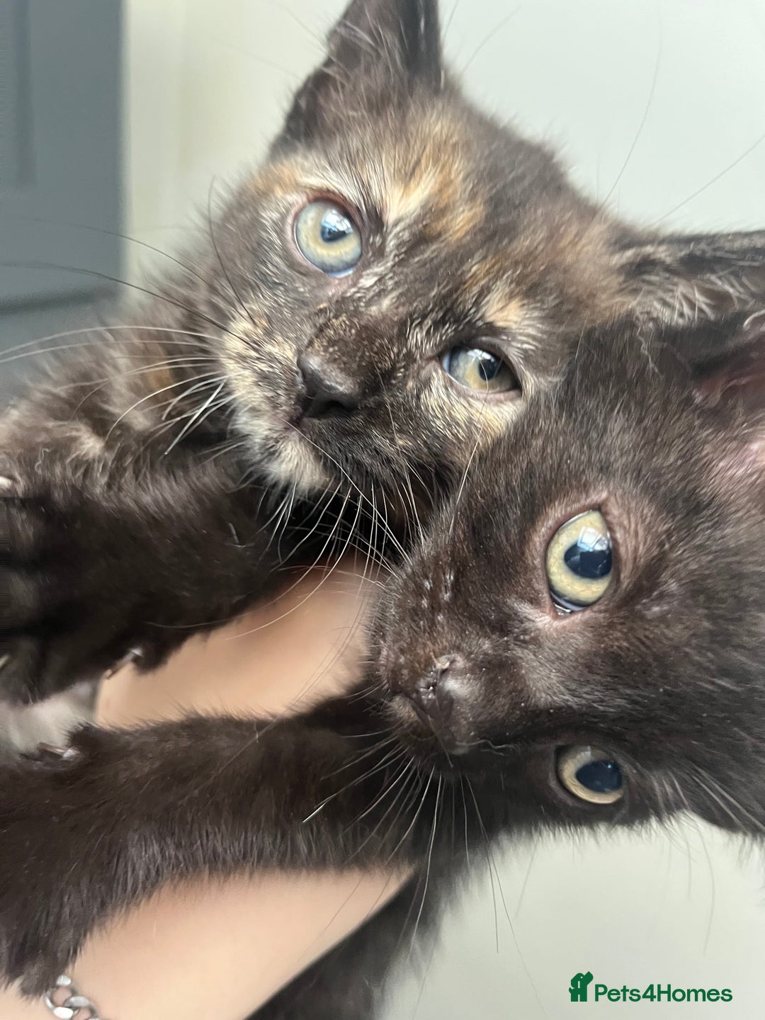 Mixed Breed cats for sale: Beautiful kittens for sale - Image 3