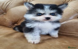 Pomsky dogs for sale:  toy size multi-generational pomsky puppies  - Image 13