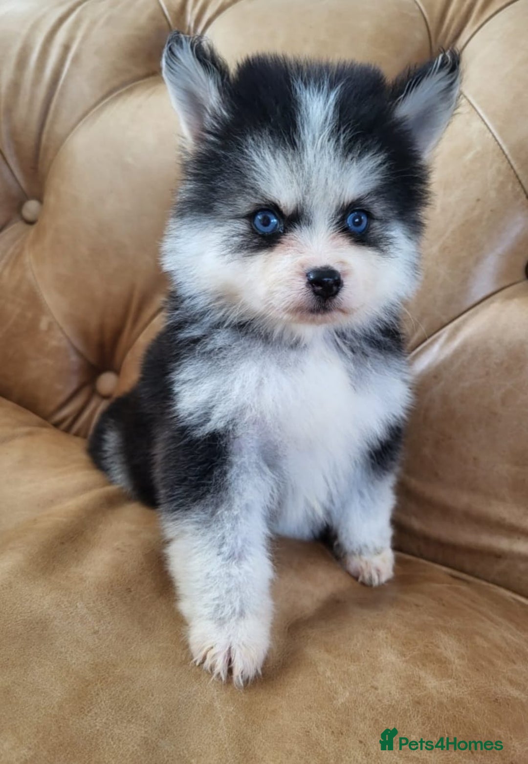 Pomsky dogs for sale:  toy size multi-generational pomsky puppies  - Image 13