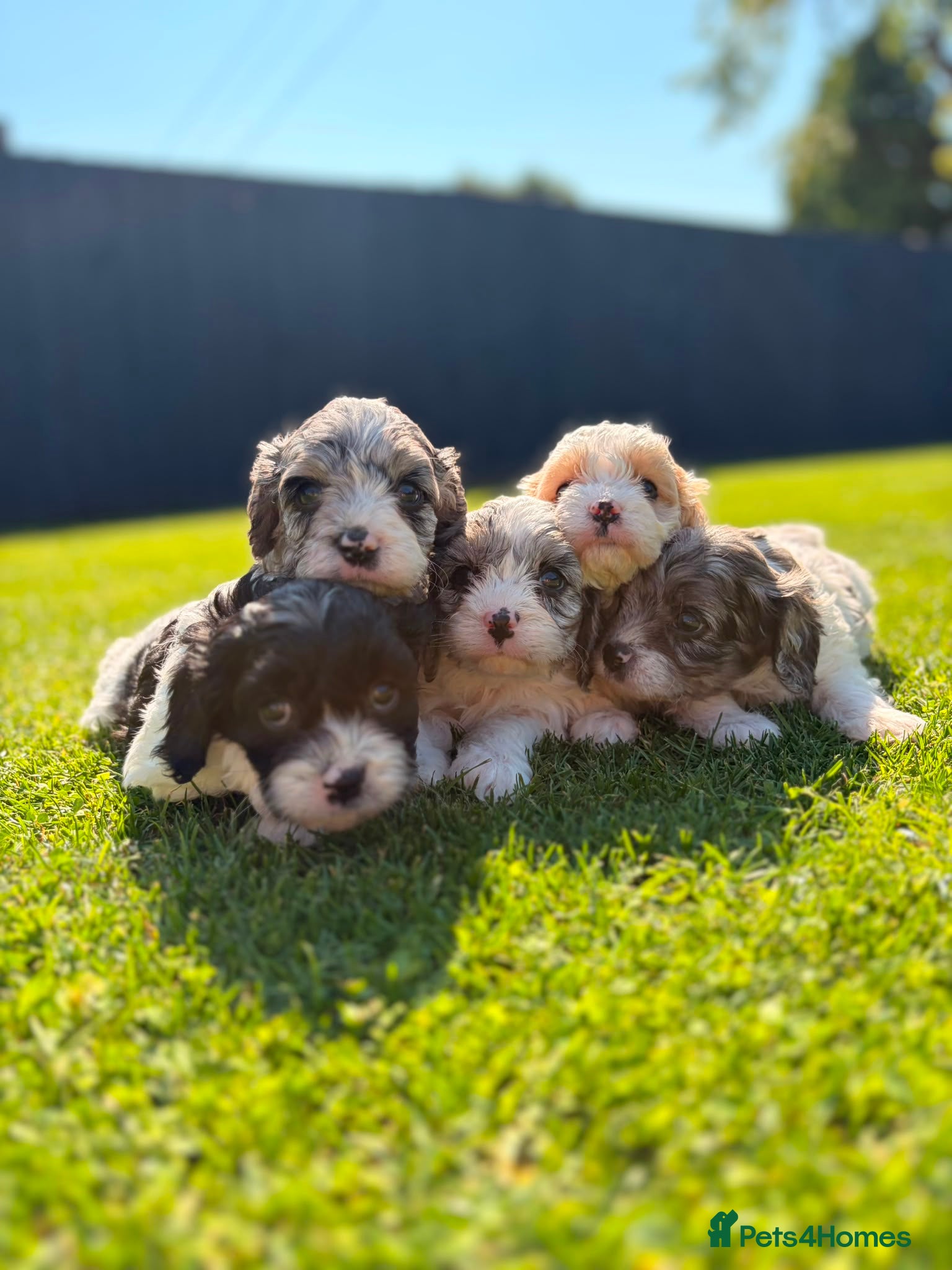 Cavapoo dogs Stunning Cavapoo Puppies  - Advert 2