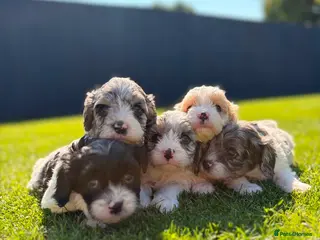 Cavapoo dogs Stunning Cavapoo Puppies - Advert 1