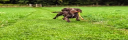 Cocker Spaniel dogs for sale: Sort hard to find - Advert 4