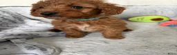 Cockapoo dogs for sale: 🐾BEAUTIFUL F1 COCKERPOOS REGISTERED BREEDER 🐾 - Advert 24