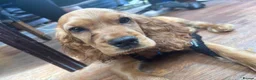 Cocker Spaniel dogs for sale: 12 month cocker spaniel  - Advert 3