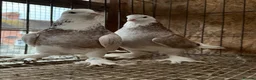 Pigeons birds for sale: FANCY WEST OF ENGLAND TUMBLERS  - Advert 20
