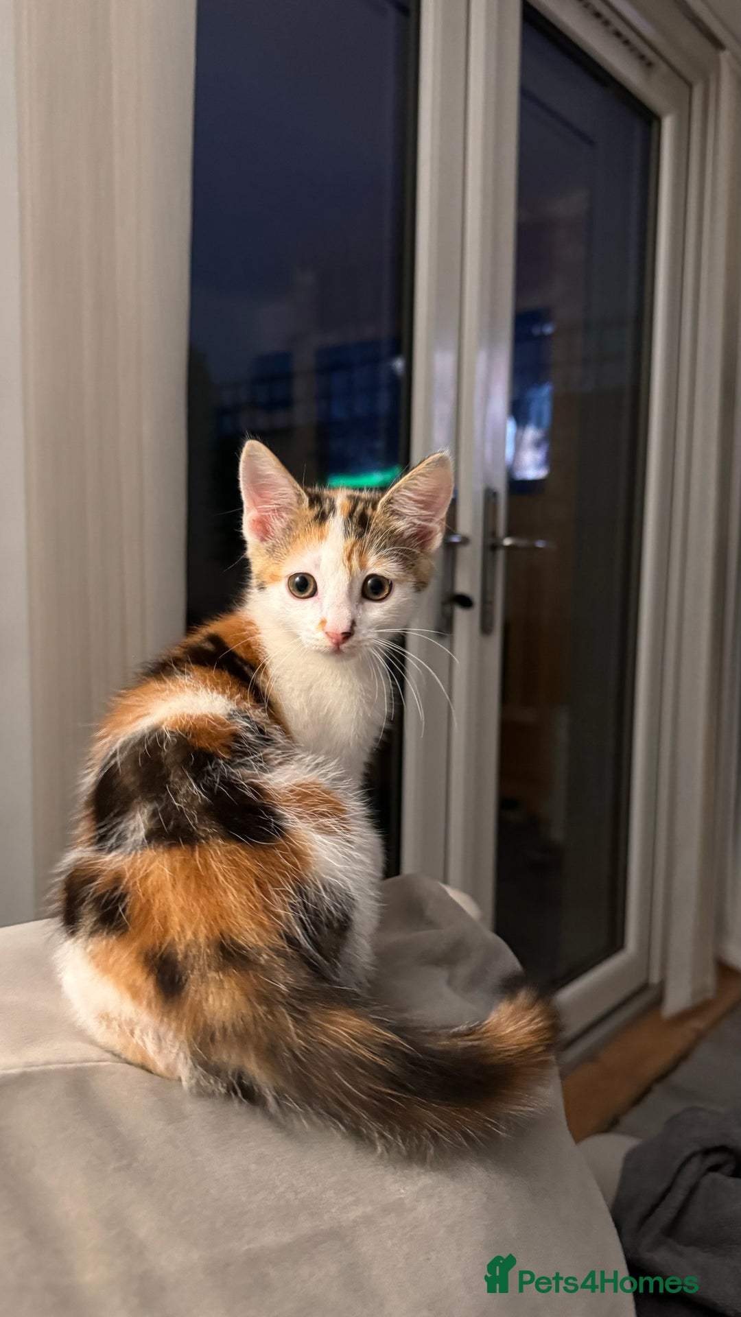 Domestic Shorthair cats for sale: Adorable 8 week old Kittens  - Image 3
