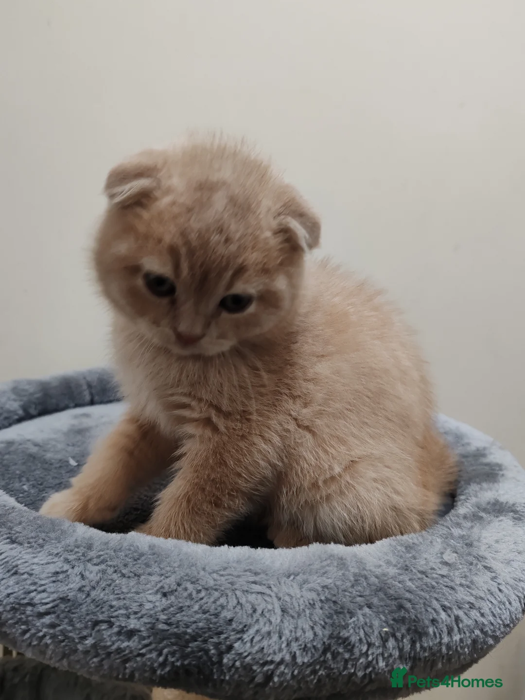 Scottish Fold cats for sale: Adorable Scottish Fold kittens - Advert 6