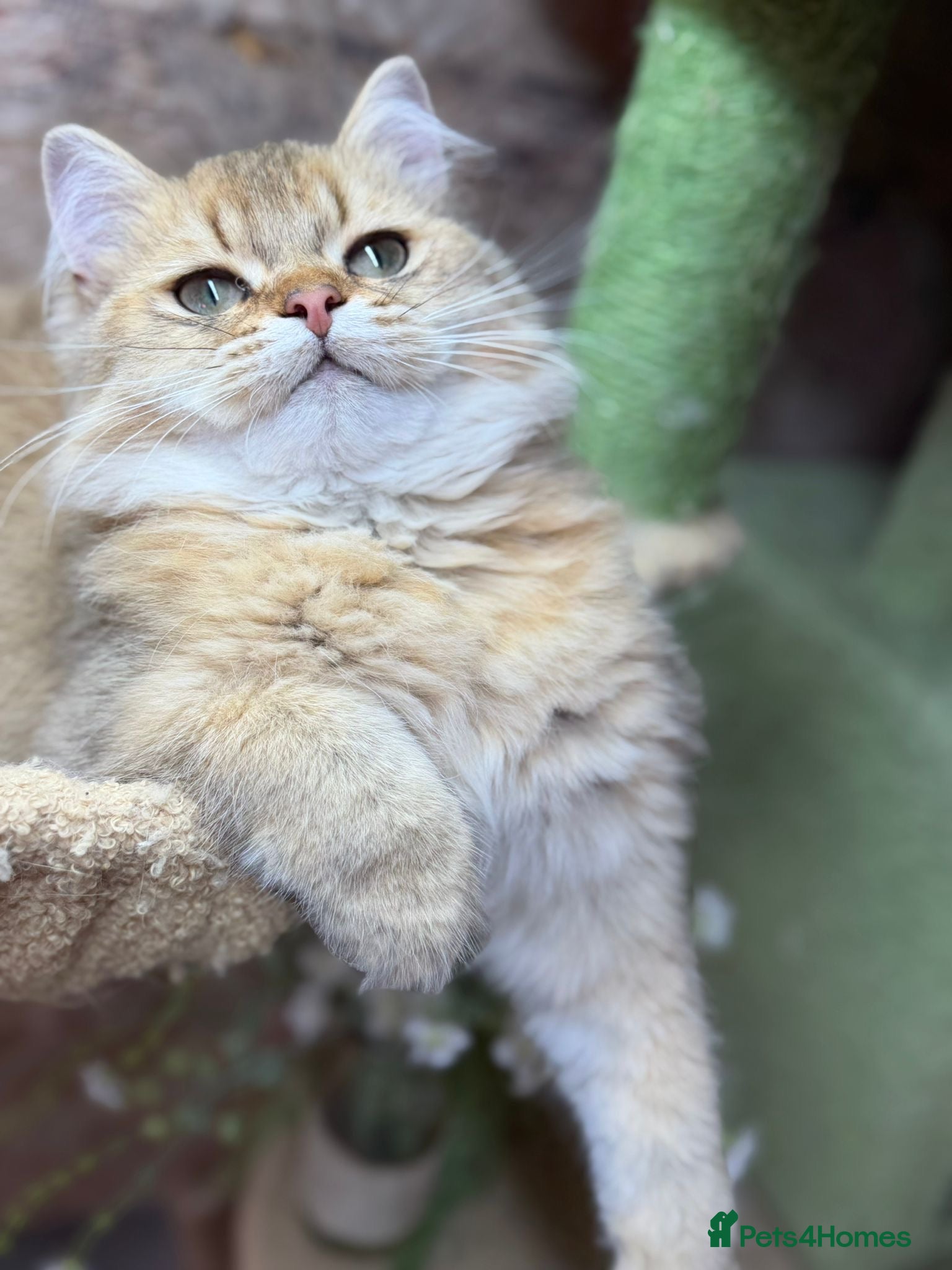 British Longhair cats Stunning British Longhair kittens  - Advert 8