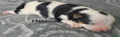 Puppy 2 Flint 