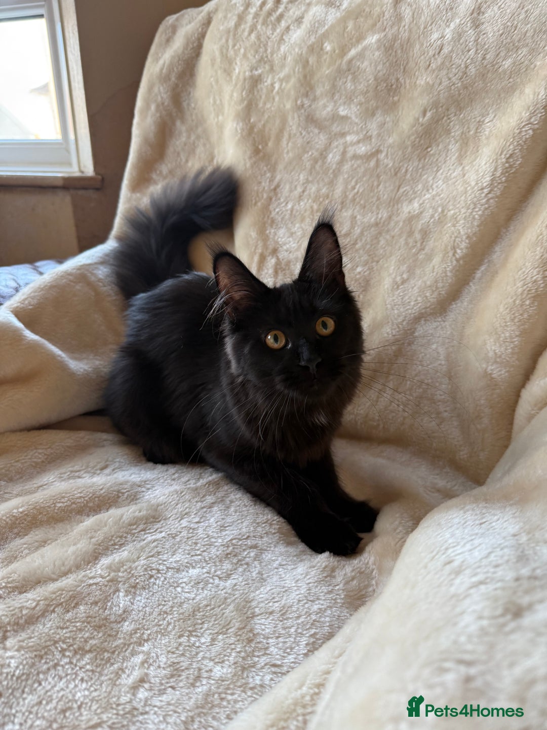 Maine Coon cats for sale: Pedigree GCCF Russian Import line Maine Coons - Advert 6