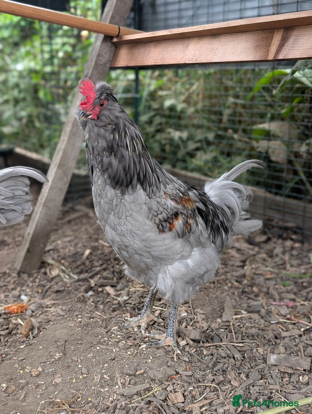 Chickens poultry for sale: Lovely young F2 Olive Egger cockerel (14 weeks) in Matlock - Advert 3