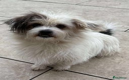 Mixed Breed dogs for adoption: 🐾 Ary 🐾 - Advert 2