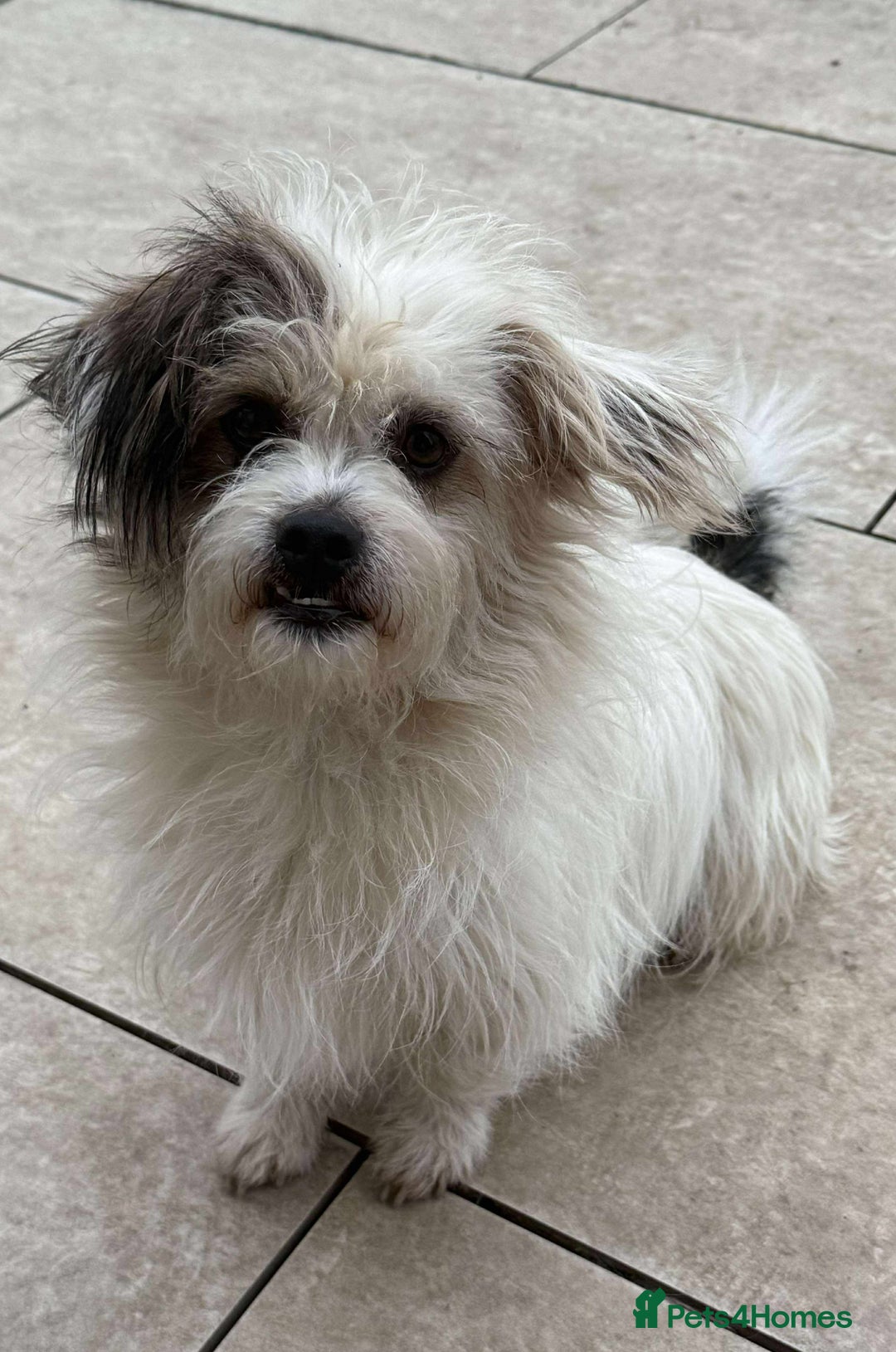 Mixed Breed dogs for adoption: 🐾 Ary 🐾 - Advert 2