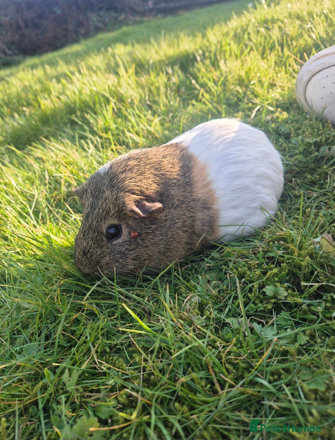 Guinea Pig rodents for sale: Harry Styles for sale - Image 3