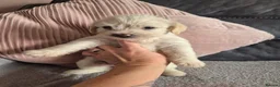 Jackapoo dogs for sale: F1 jackapoo pups  - Advert 4