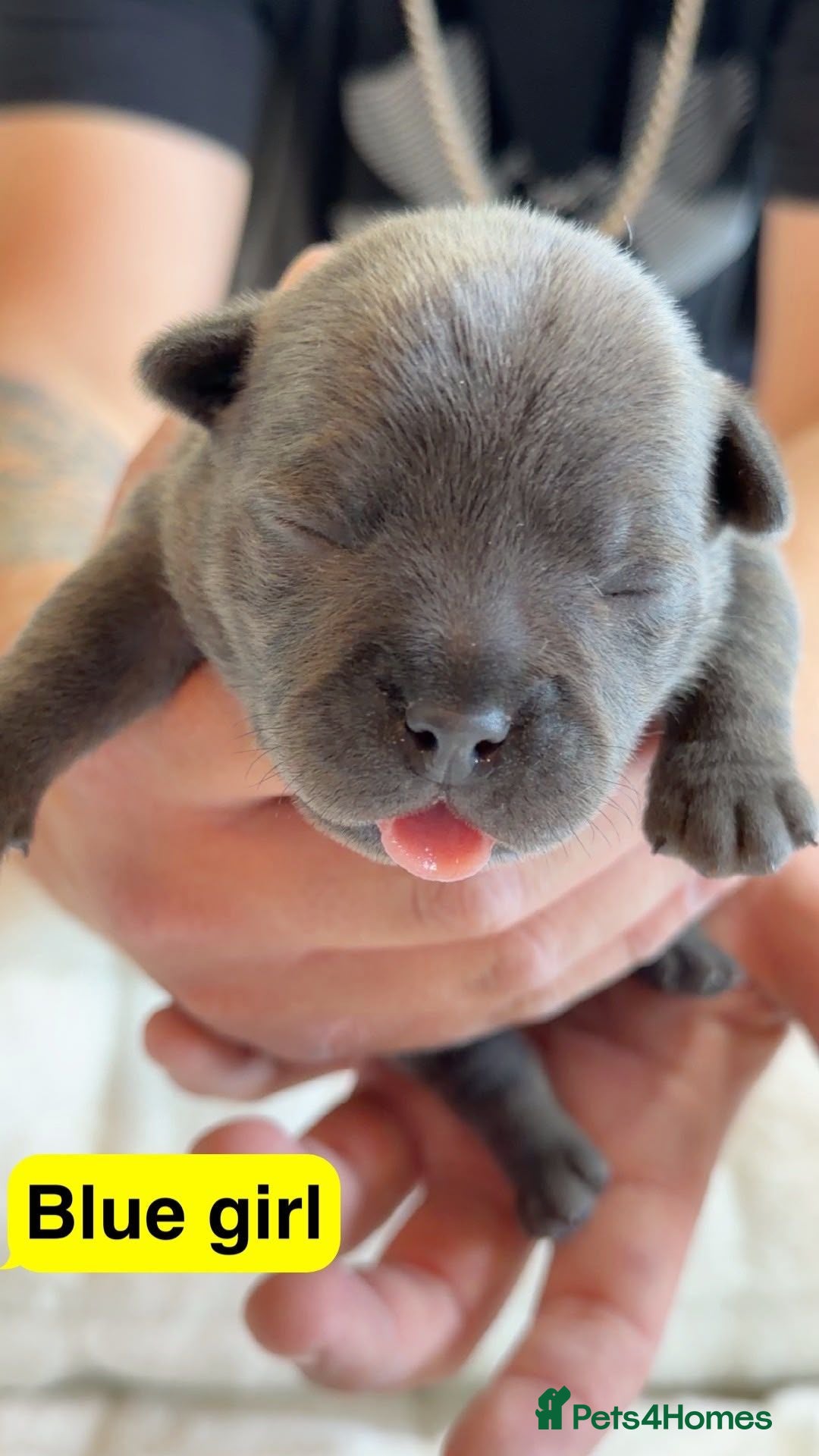 Staffordshire Bull Terrier dogs KC REGISTERED Staffordshire Bull Terrier - Advert 2