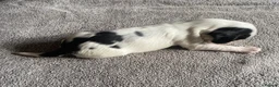 Cocker Spaniel dogs for sale: Show Type Cocker Spaniel Puppies - Advert 28