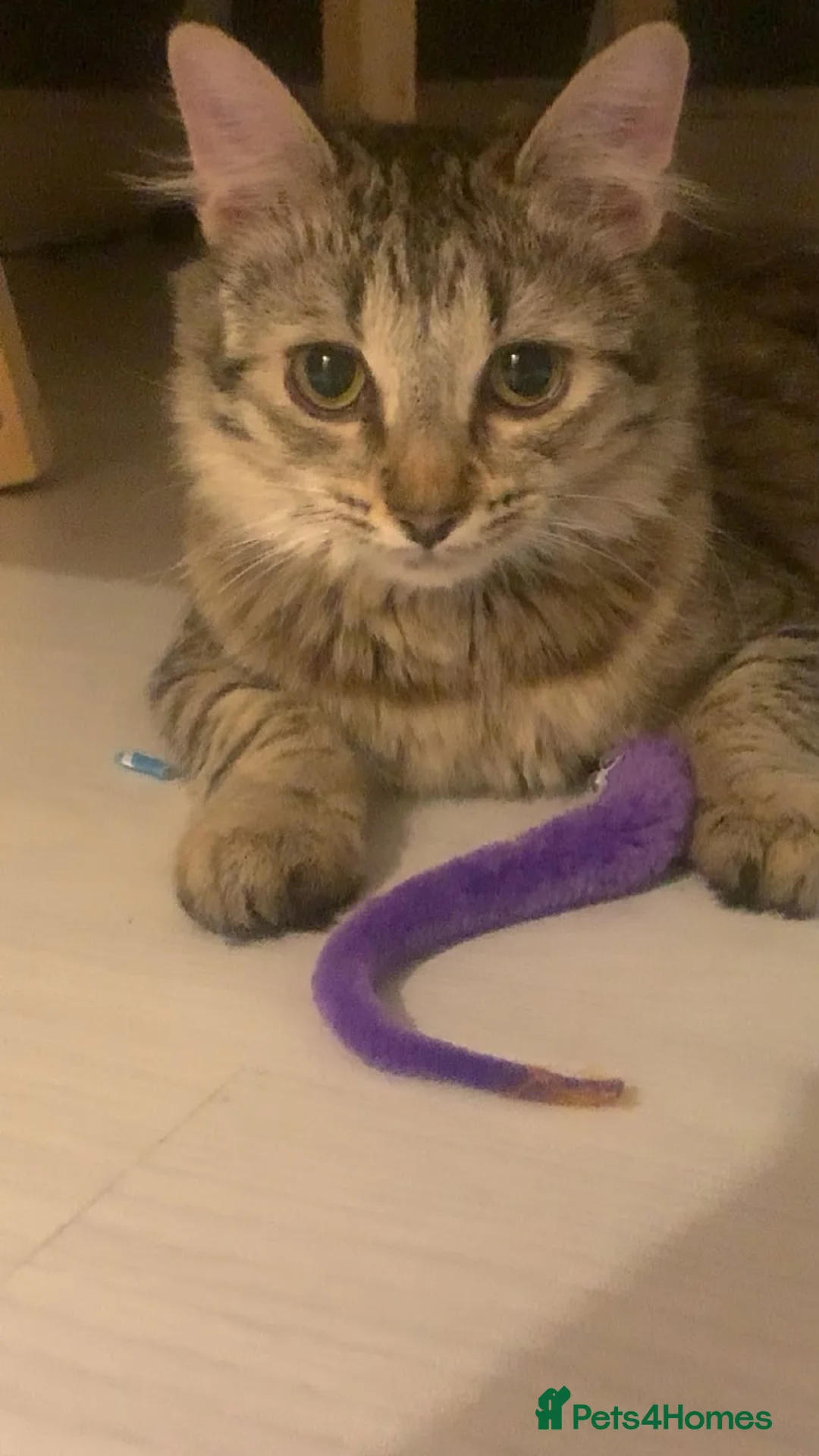 Mixed Breed cats for sale: Female cat looking for her forever home  - Advert 12