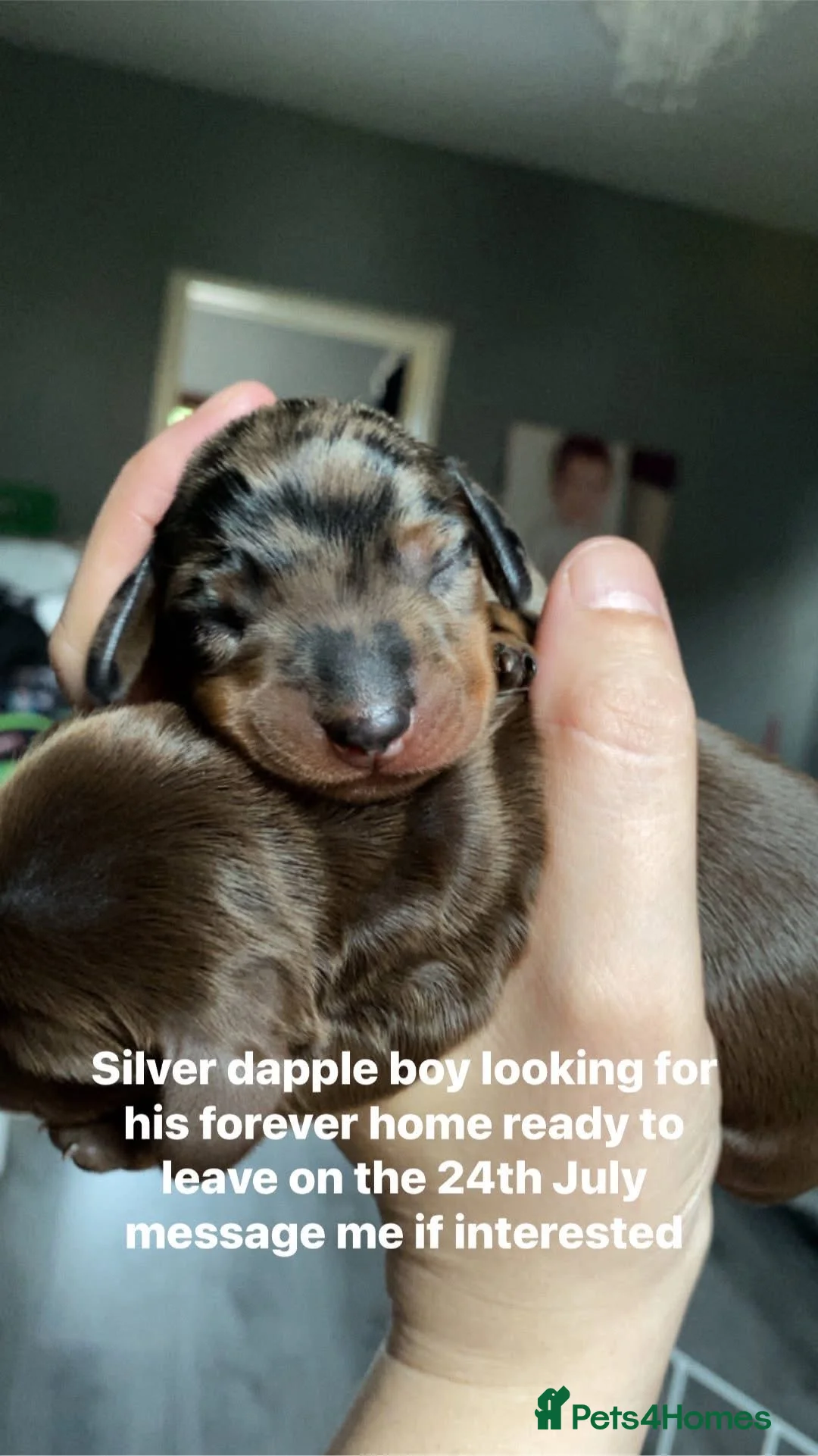 Miniature Dachshund dogs for sale: 2 beautiful miniature dachshunds needing homes  in Musselburgh - Advert 2