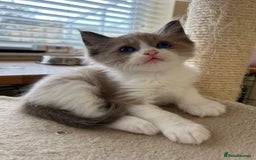 Ragdoll cats for sale: Ragdoll kittens boys 3 boys, one seal mink - Image 7