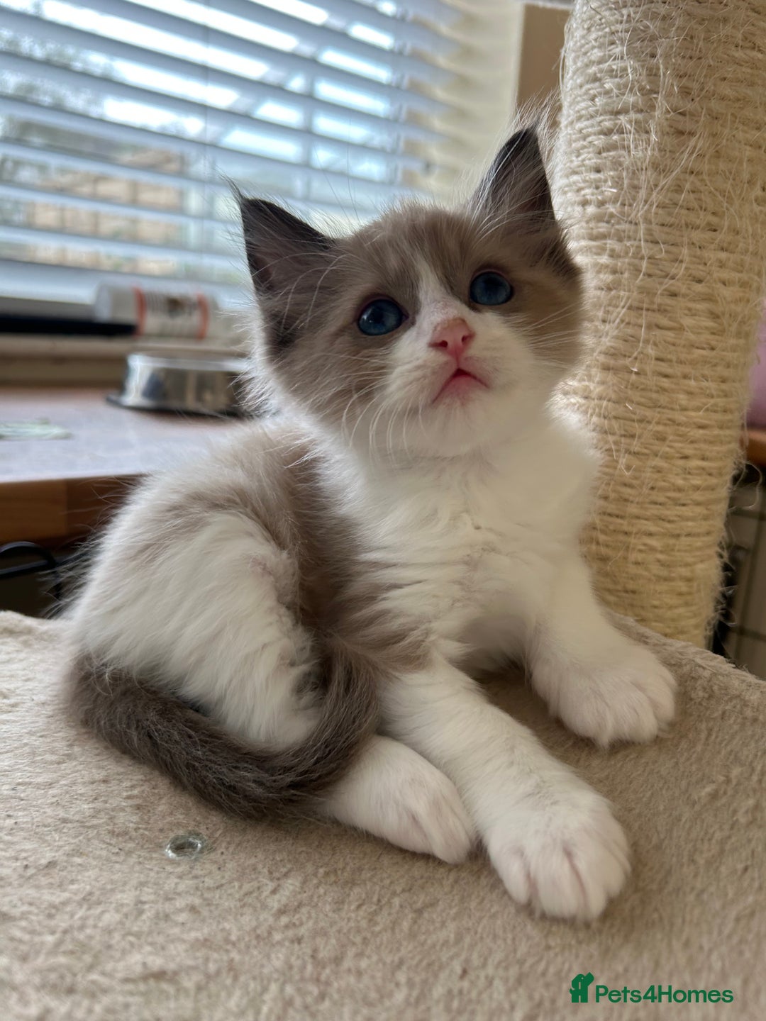 Ragdoll cats for sale: Ragdoll kittens boys 3 boys, one seal mink - Image 7