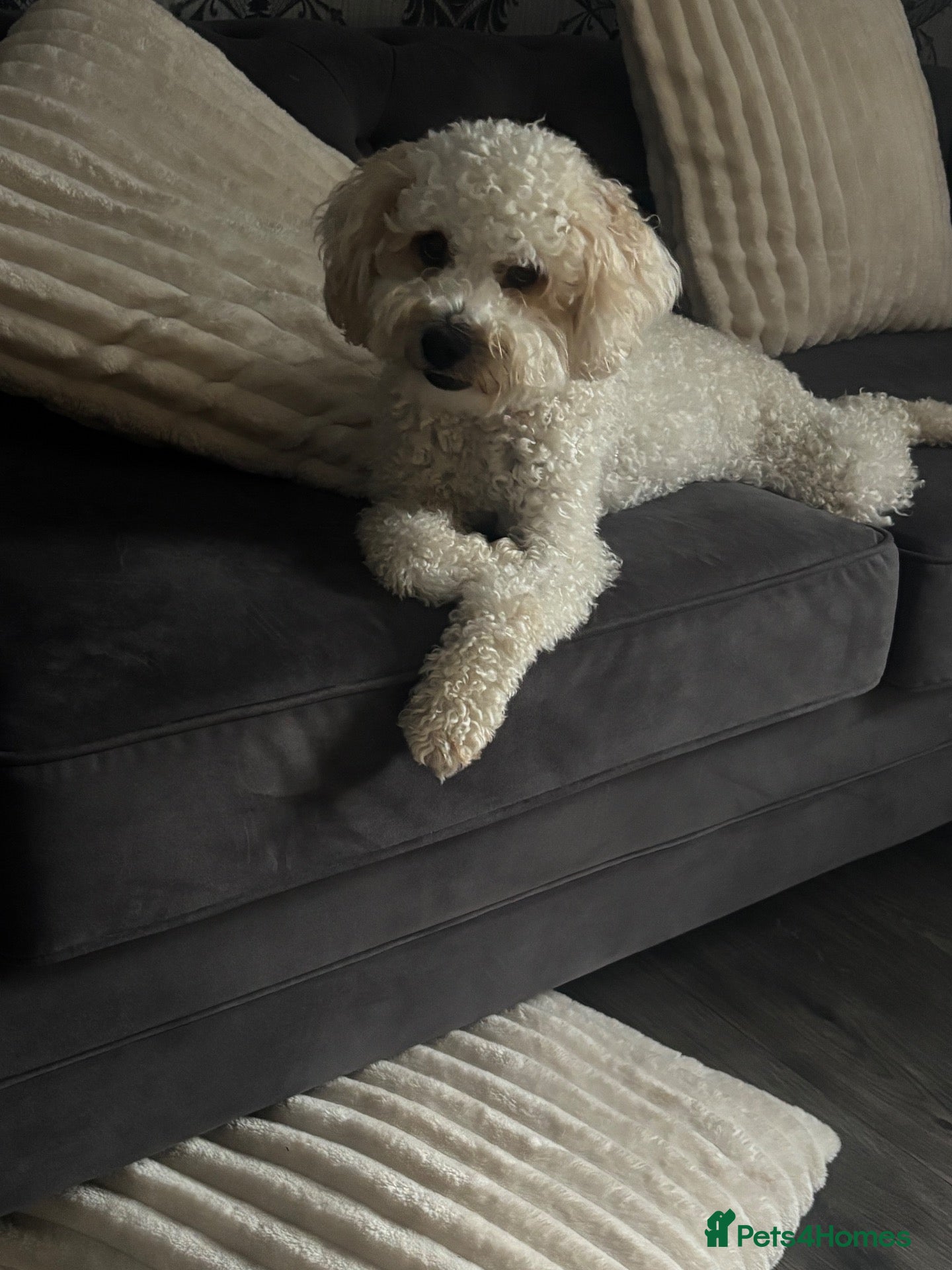 Maltipoo dogs Miss Thompson - Advert 8