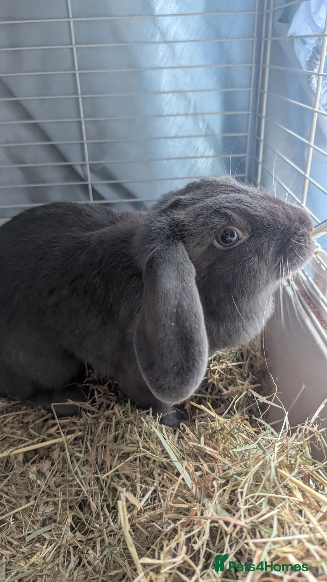 Dwarf Lop rabbits for sale: Grey female rabbit - Advert 1