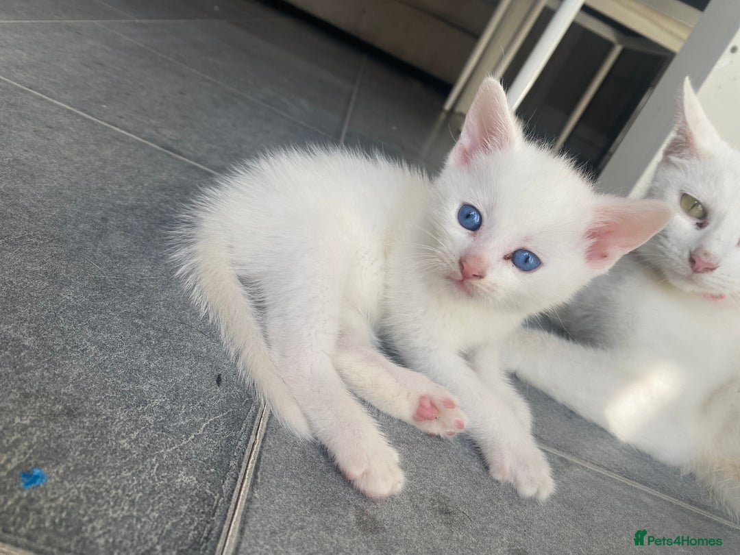 Domestic Shorthair cats for sale: 2 blue eyed Girls  - Image 5