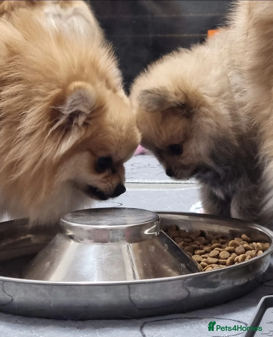 Pomeranian dogs for sale: GORGEOUS POMERANIAN PUPPIES!! 🐶🐶🐶 - Advert 10