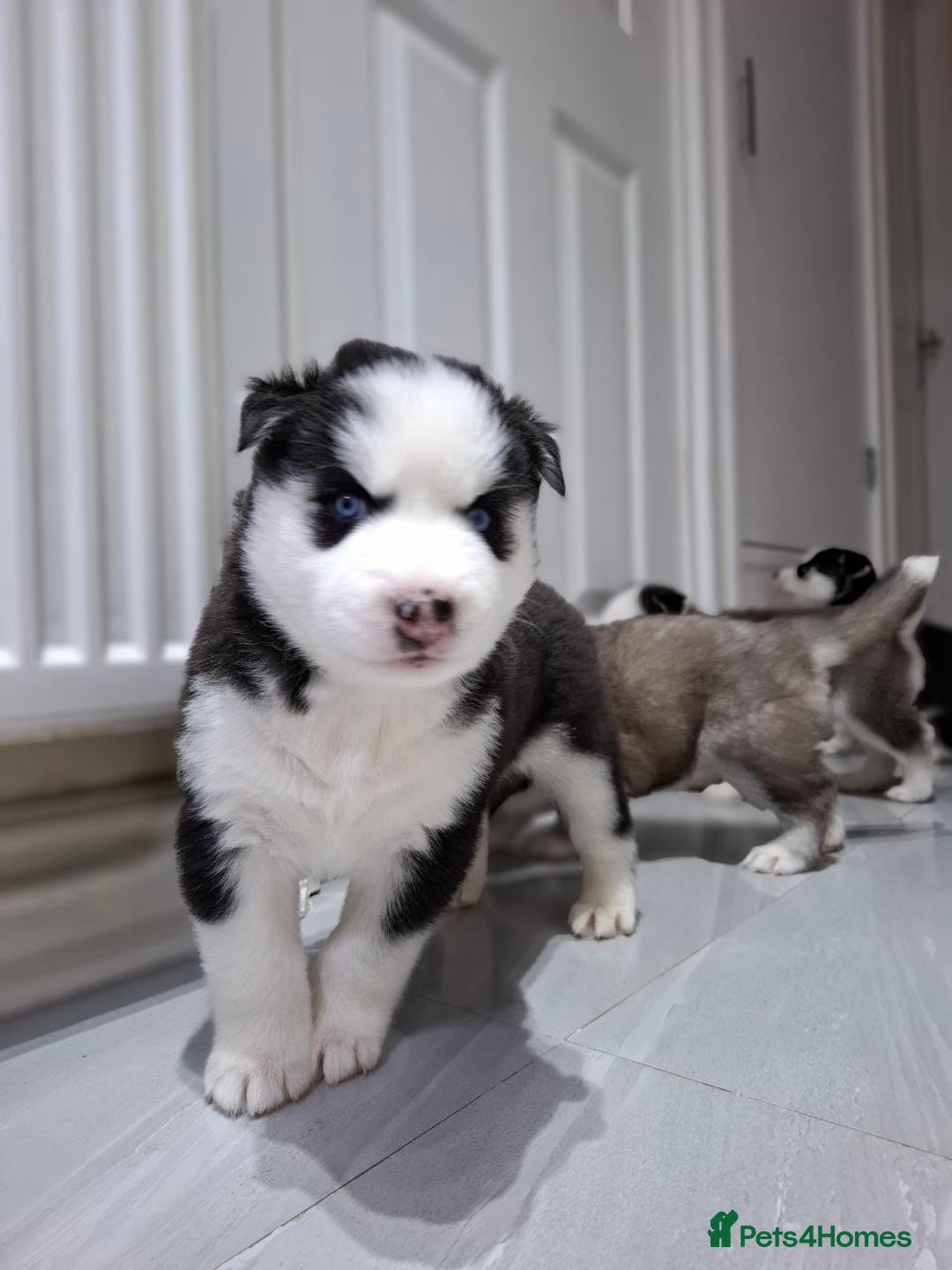 Siberian Husky dogs for sale: Siberian Huskies 1 Male 4 Female - Advert 29