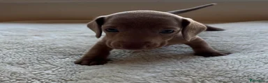 Dachshund 1