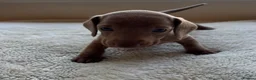 Dachshund dogs for sale: Standard Dachshund Puppies in Eye - Advert 15