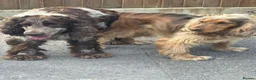 Cocker Spaniel dogs for stud: ♠️Vonrockas Ace of Spades of Arihzans♠️ in Aldershot - Advert 5