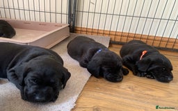 Labrador Retriever dogs for sale: Black Labrador puppies  - Image 5