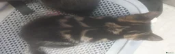 Mixed Breed cats for sale: Domestic kittens for sale - Advert 4
