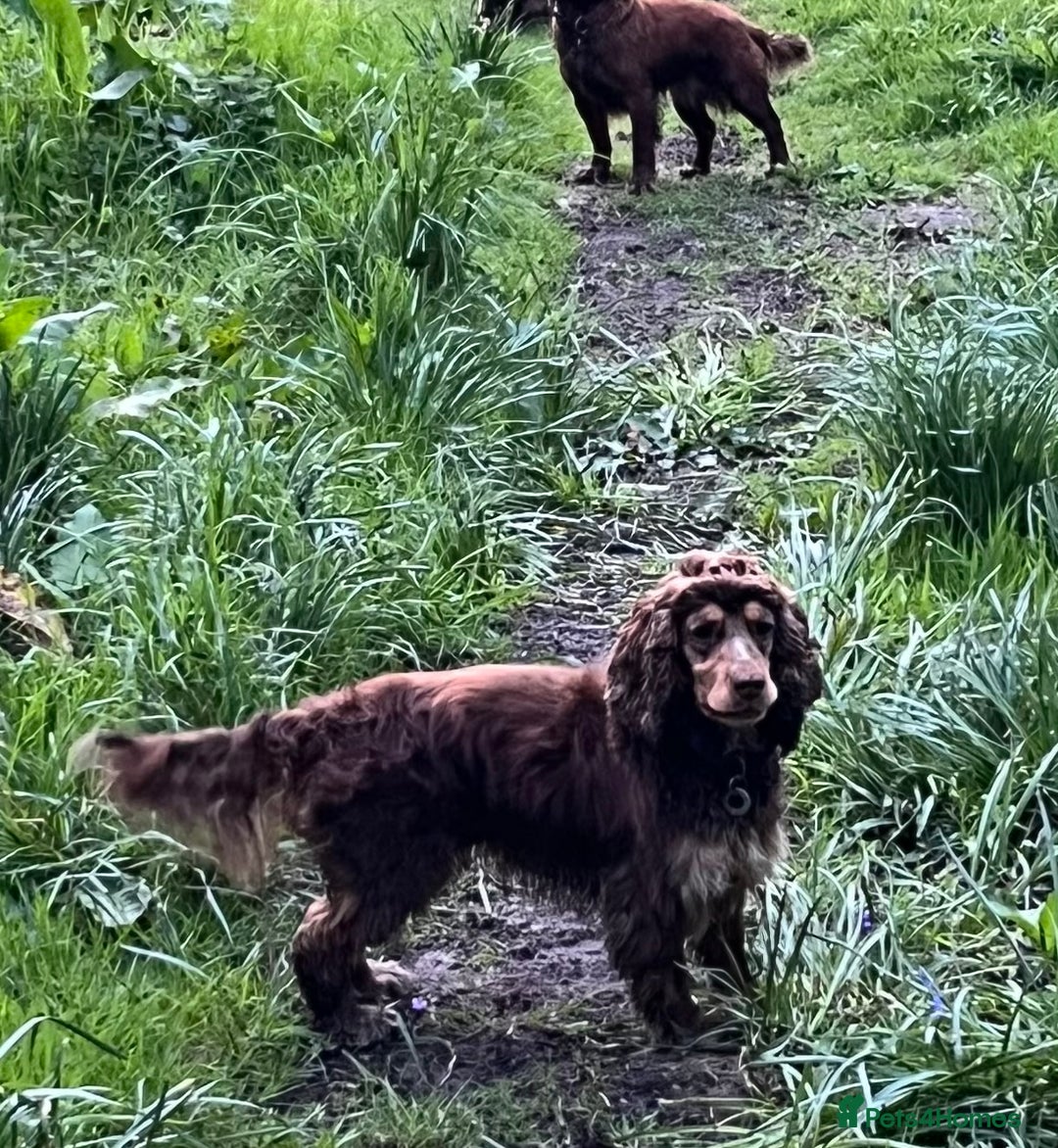 Cocker Spaniel dogs for sale: Beautiful KC Show Cocker girl DNA tested  - Image 8