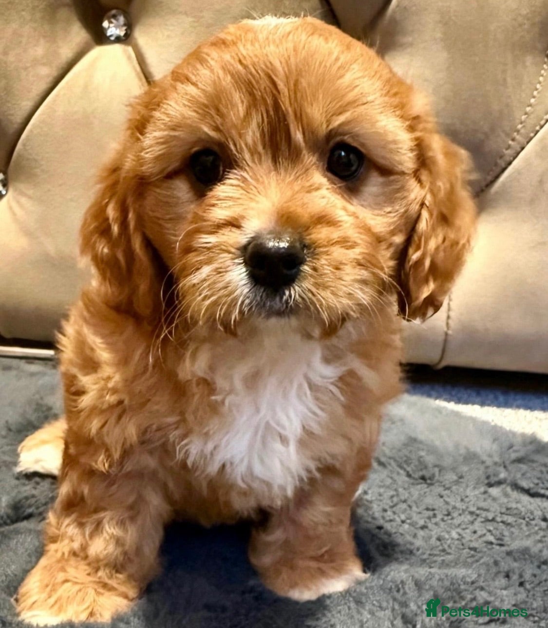 Maltipoo dogs BEAUTIFUL F1B MALTIPOOS READY TO LEAVE! - Advert 1