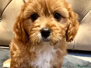 Maltipoo dogs BEAUTIFUL F1B MALTIPOOS READY TO LEAVE! - Advert 1