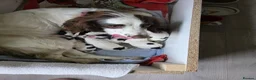 English Springer Spaniel dogs for sale: English springer spaniel puppies for sale in Derby - Advert 6