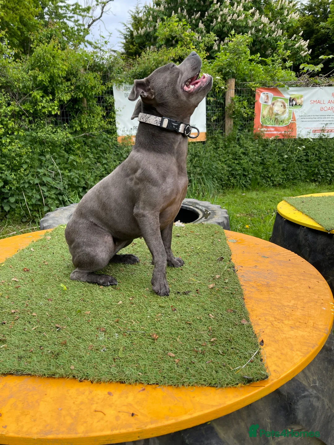 Staffordshire Bull Terrier dogs for sale: Skye - Staffordshire bull terrier  - Advert 8