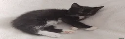 Mixed Breed cats for sale:  kittens 😸  - Advert 7
