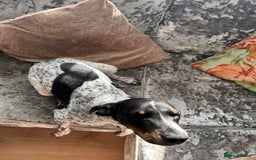 Mixed Breed dogs for sale: Cockajack for responsible rehoming  - Image 3