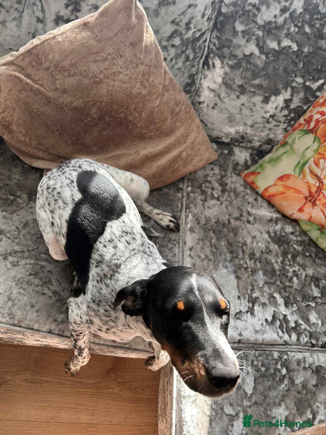 Mixed Breed dogs for sale: Cockajack for responsible rehoming  - Image 3