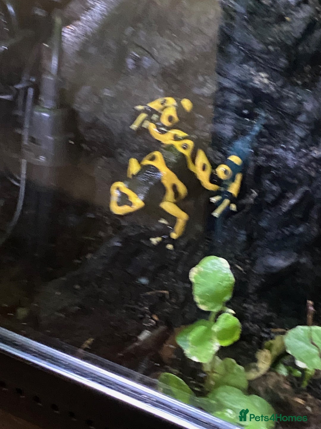 Frog reptiles for sale: 3 x Yellow Bumblebee Dart Frogs & Terrarium - Advert 10