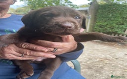 Labrador Retriever dogs for sale: Labrador retriever puppies  - Image 7