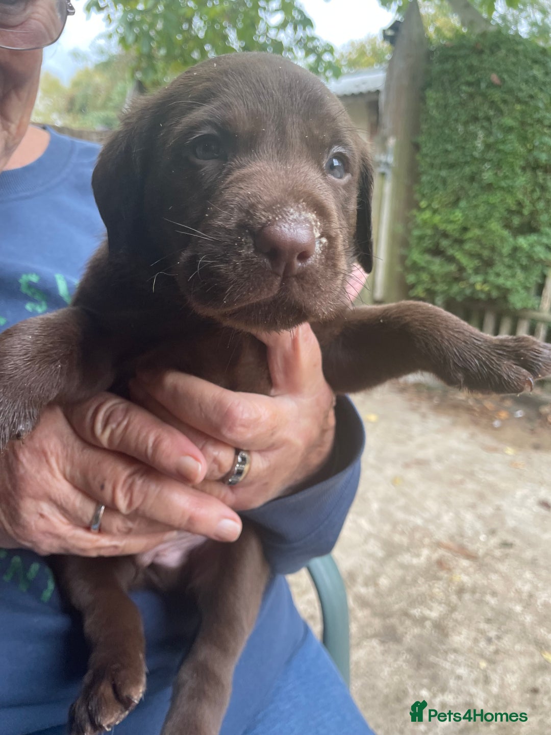 Labrador Retriever dogs for sale: Labrador retriever puppies  - Image 7