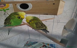 Budgerigars birds for sale: Budgies, cage, toys & food  - Image 2